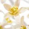 Nuxe Prodigieux Néroli le Parfum 50ml