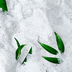 Nuxe Rêve de Thé Scrub granulato rivitalizzante 150ml