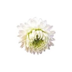 Pranarom Römische Kamillenblüte 5ml