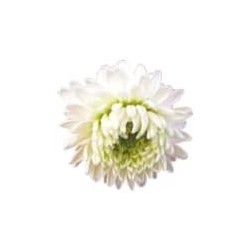 Pranarom Roman Chamomile Flower 5ml