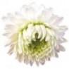 Pranarom Manzanilla Romana Flor 5ml