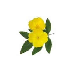Pranarom Onagre Bio 50 ml