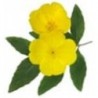 Pranarom Onagra Bio 50 ml