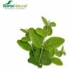 Soria Estratto Naturale Boldo S. XXI 50 ml
