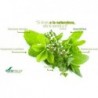 Soria Natural Mariendistelextrakt 21. Jahrhundert 50 ml