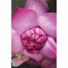Khadi Ayurveda Pink Lotus Elixir Oil - Balance 10ml