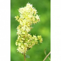 Colore Marrone Chiaro alle Erbe Khadi 100 g