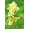 Colore Marrone Chiaro alle Erbe Khadi 100 g
