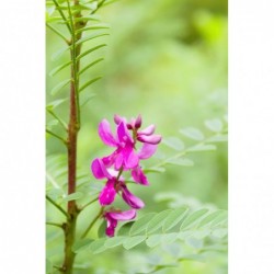 Khadi Herbal Cor Castanho Escuro 100 g