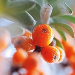 Weleda Cosmetics Sea Buckthorn Oil 100 ml