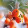 Weleda Cosmetics Sea Buckthorn Oil 100 ml