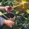 Destination Organic Pure Arabica Selection Coffee Beans 1 Kg【OFFER】