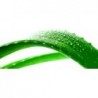  Aloe Vera e Limão Bi