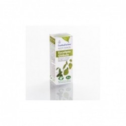 Esential Aroms Eukalyptus Globulus Ätherisches Öl 10 ml Bio