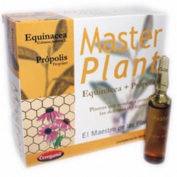 Plante maîtresse Plante maîtresse Echinacea Propo