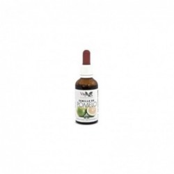 Extrait de pépins de pamplemousse Vbyotics 50 ml