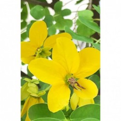 Khadi Herbal Color Rubio Toque Dorado 100g 【OFERTA】