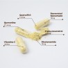 Kobho Labs Trans Resveratrolo + Quercetina 60 Capsule  [OFFERTA]